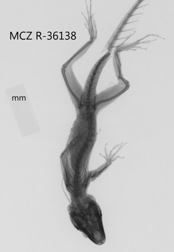 Media type: image;   Herpetology R-36138 Aspect: dorsoventral x-ray